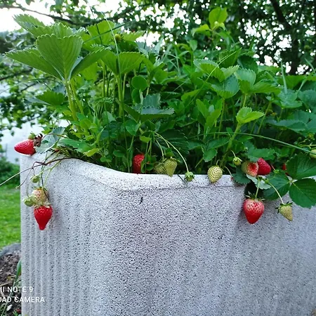 Il Giardino Segreto Appartement *